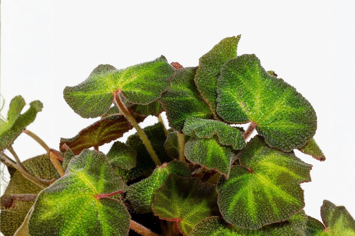 Begonia Soli-Mutata Leaf Cut Live Plant – Tropical Foliage Houseplant