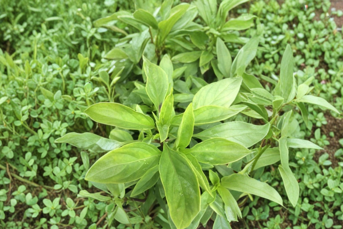 Thai Basil Live Plant – Bare Root Starter | Ocimum Basilicum Culinary Herb No Pot