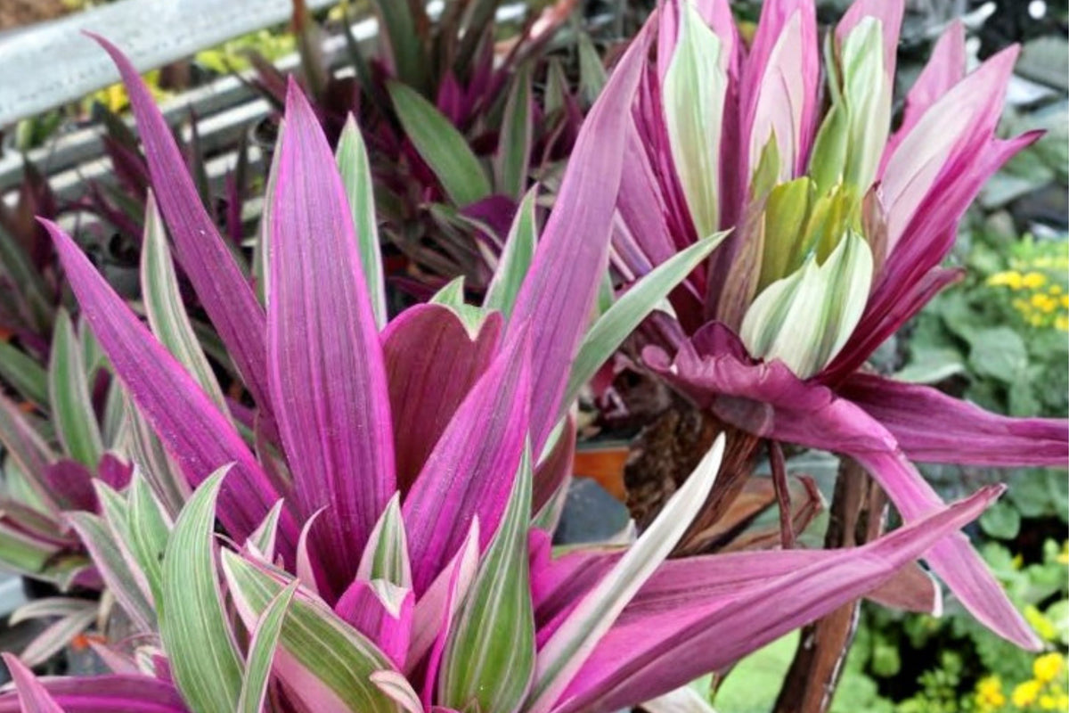 Tri-Color Rhoeo Live Plant – Moses in the Cradle | Tradescantia Spathacea 3 Inch Pot