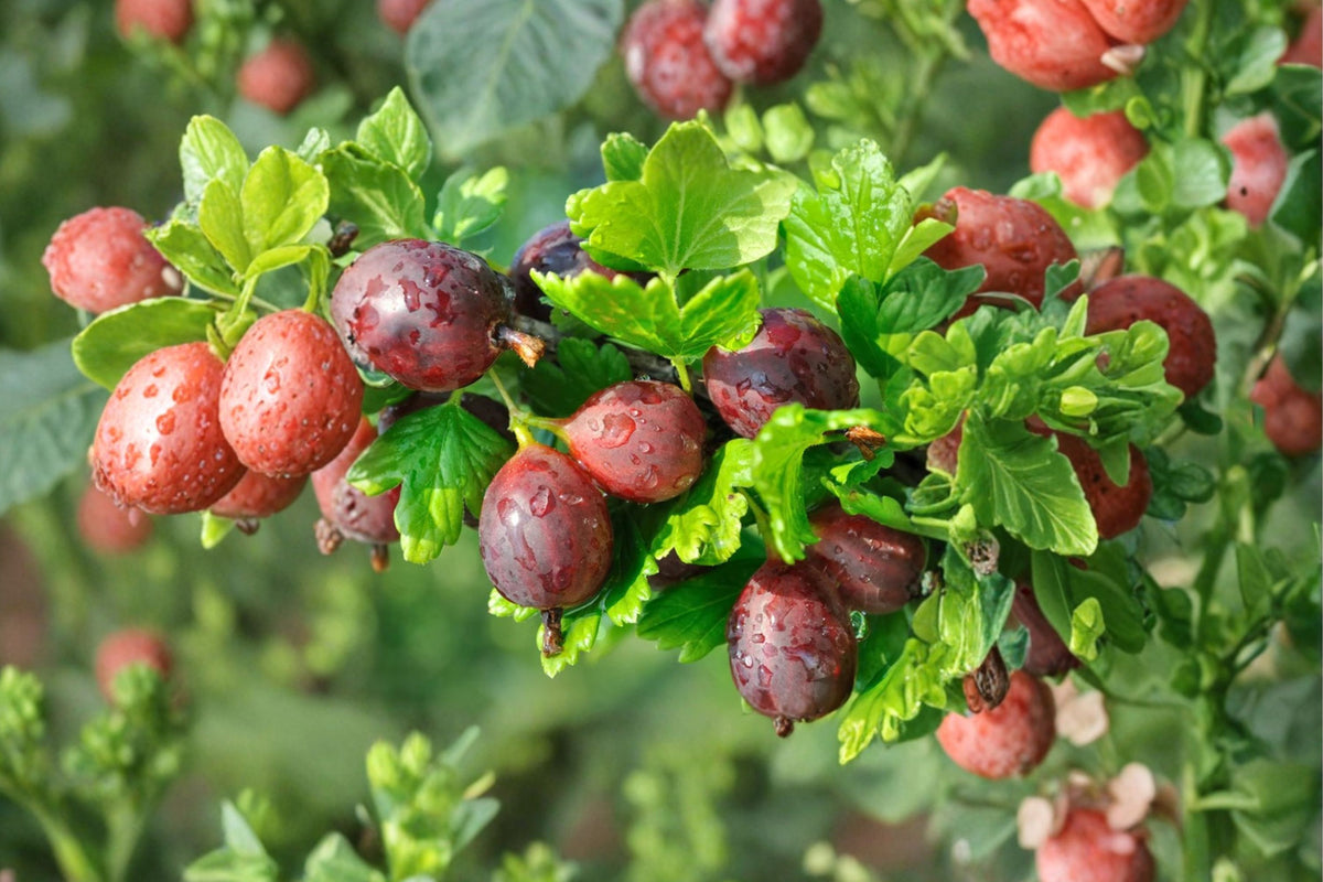 Hinnomaki Red Gooseberry Live Plant – 1 Gallon Rooted Edible Fruit Shrub Zones 3–7