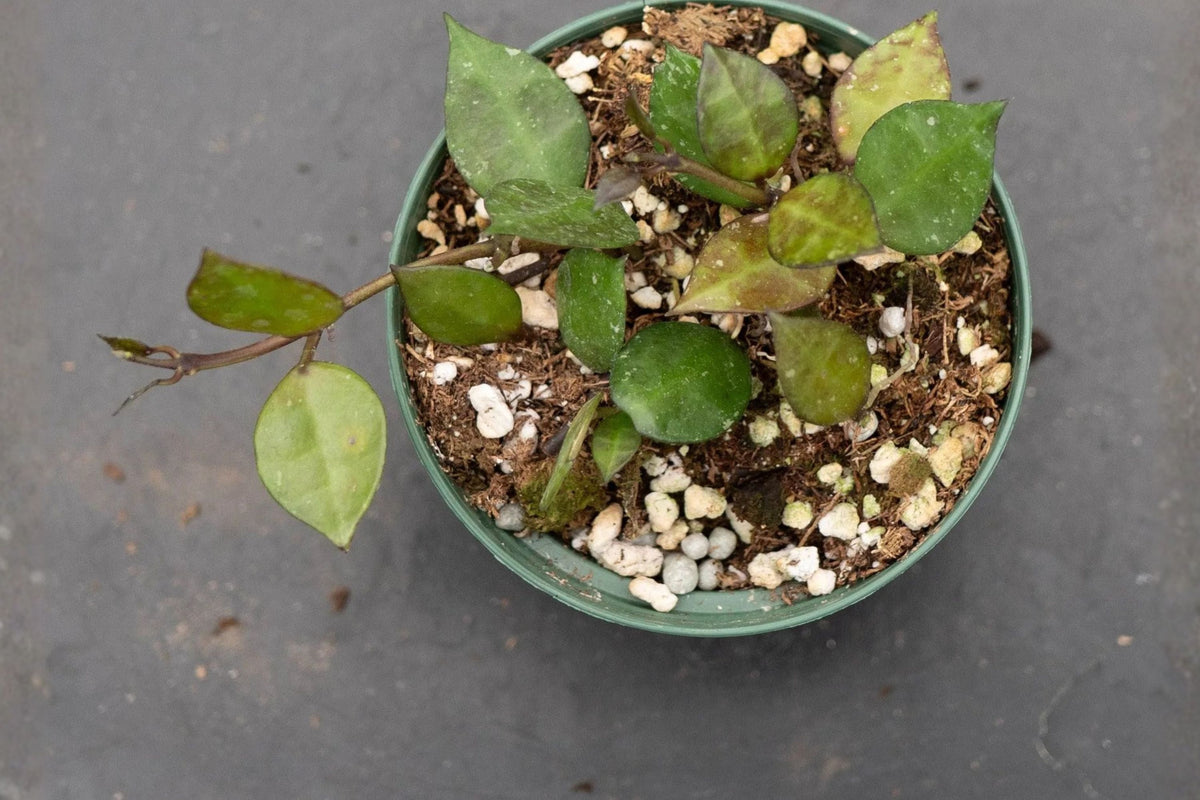 Hoya Krohniana Black Live Plant – 4 Inch Pot | Rare Dark Foliage Tropical Houseplant
