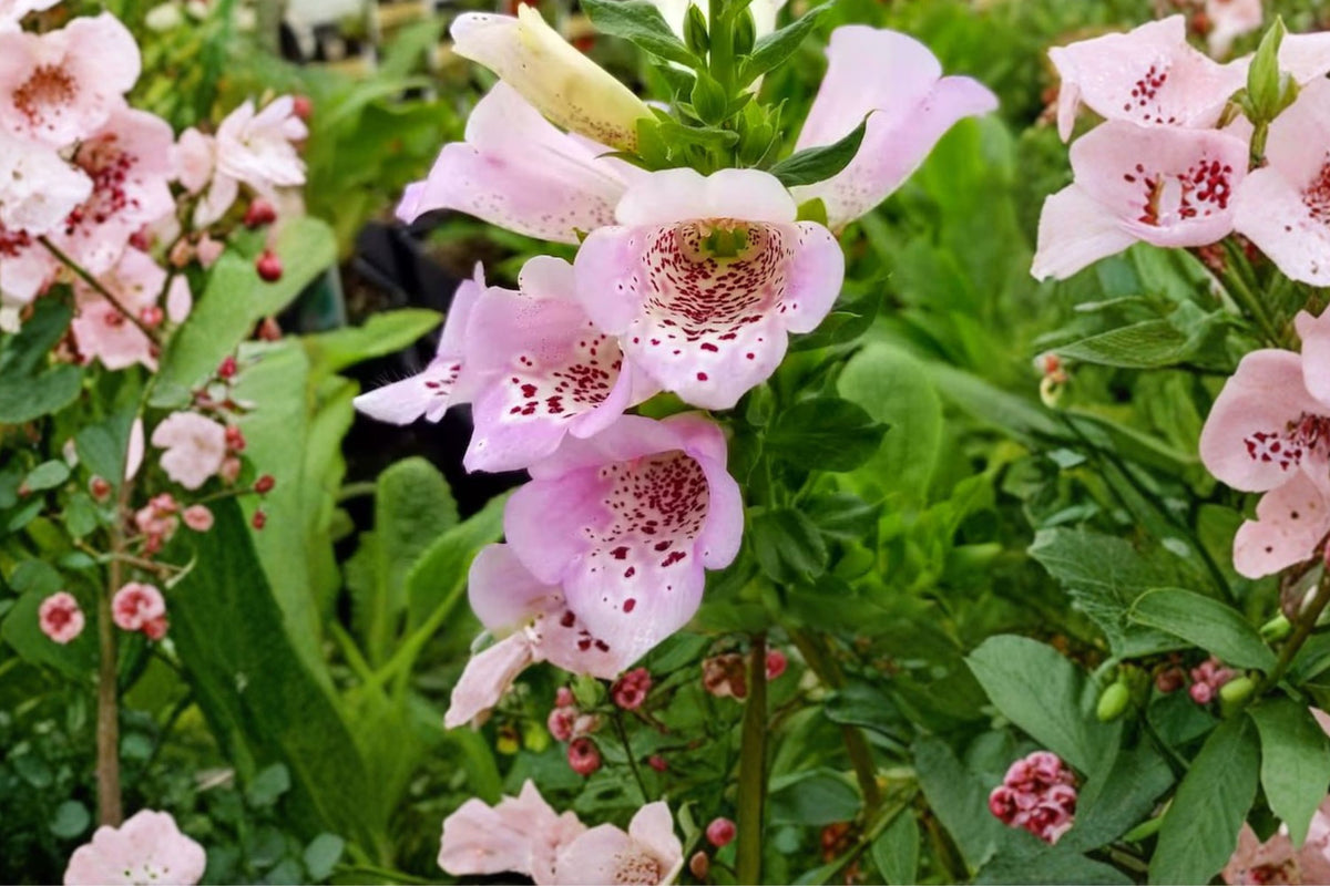 Camelot Foxglove Live Plant – Small Flowering Seedling in 3 Inch Pot