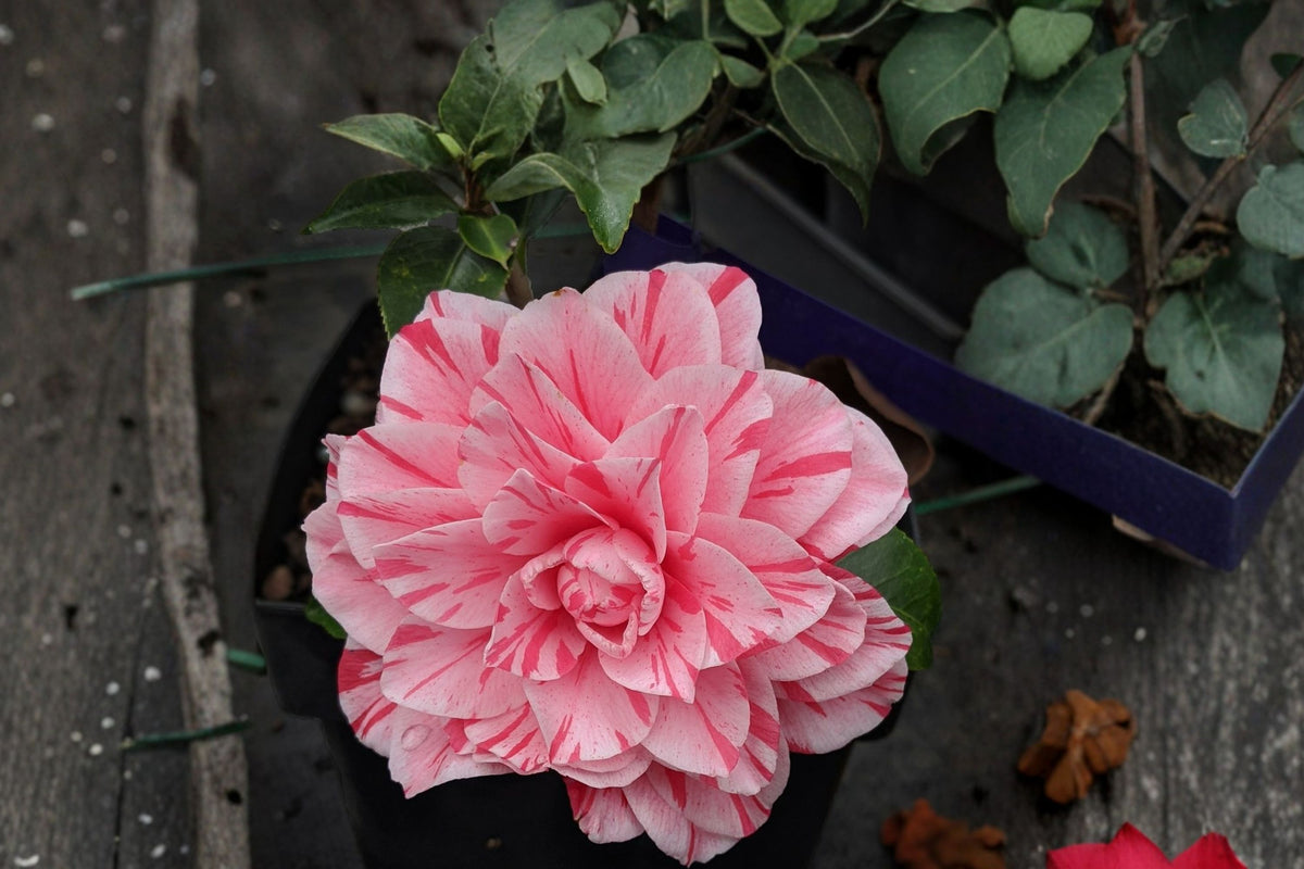 Les Marbury Camellia Japonica Live Starter Plant – Unique Bloom | 3 Inch Pot