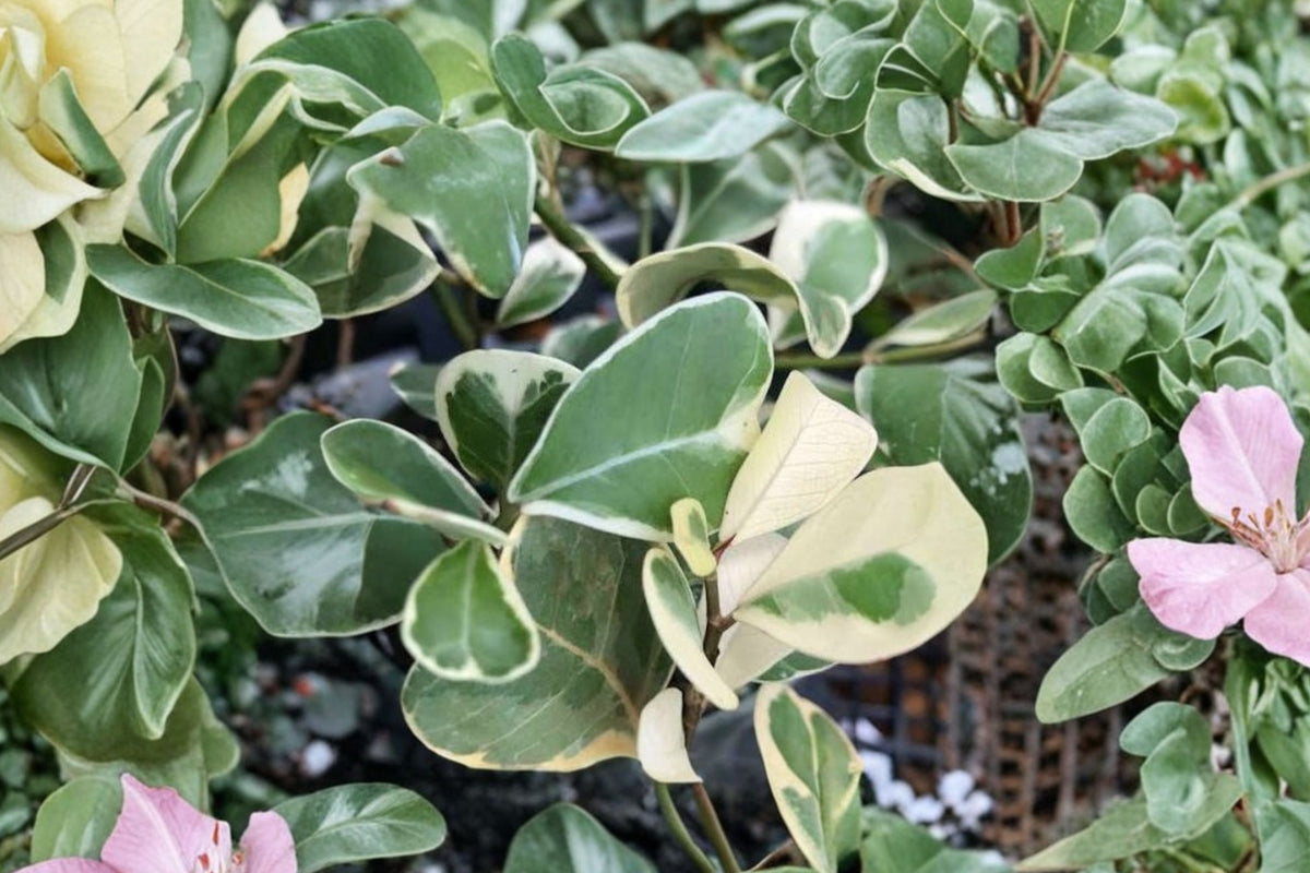 Ficus Triangularis Variegata Live Plant – Variegated Triangle Leaf Houseplant in 4 Inch Pot