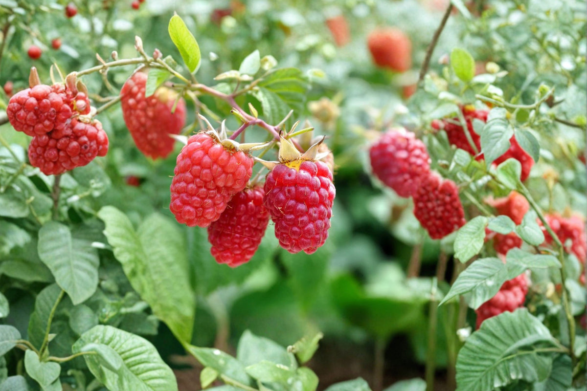 Jaclyn Everbearing Red Raspberry Live Plant – Rubus Idaeus Rooted Starter | Zones 3–8