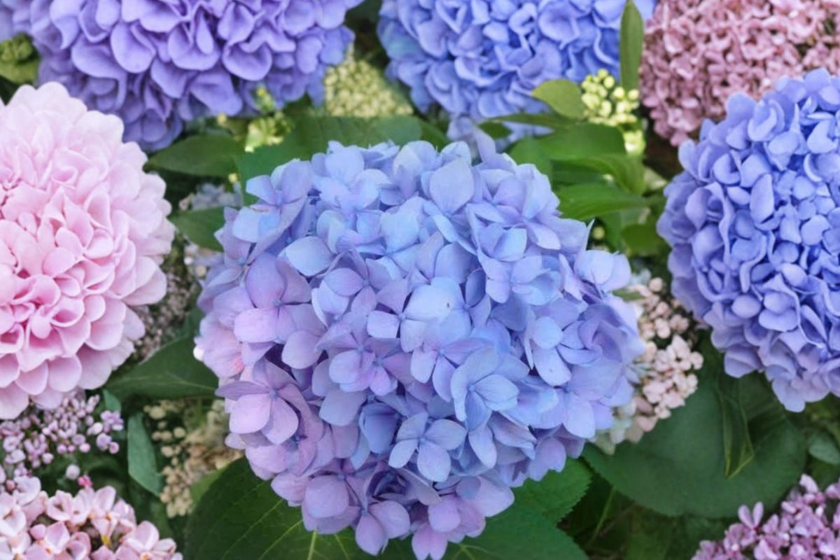 Hydrangea Penny Mac Live Plant – Bigleaf Hydrangea Starter | Grown in 4 Inch Pot, Ships Without Pot