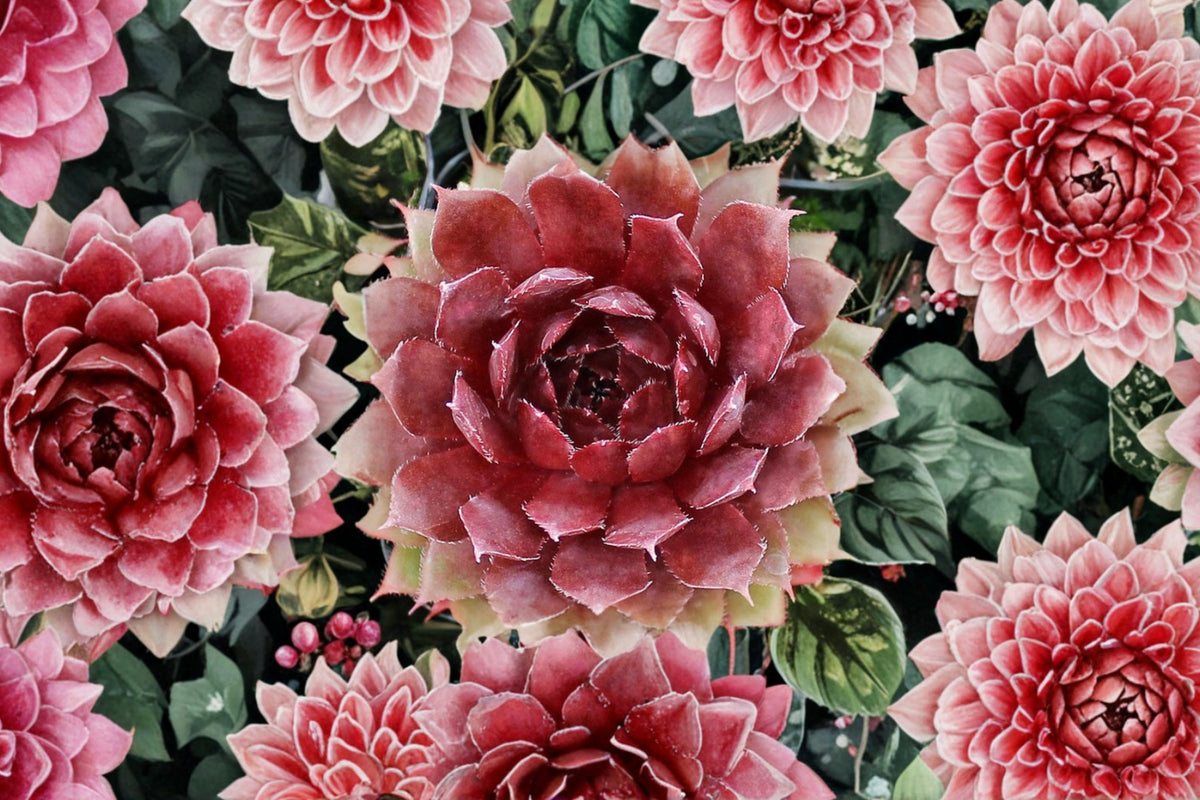 Sempervivum SuperSemp Ruby Live Plant – Cold Hardy Hens & Chicks Succulent | 3.5 Inch Size