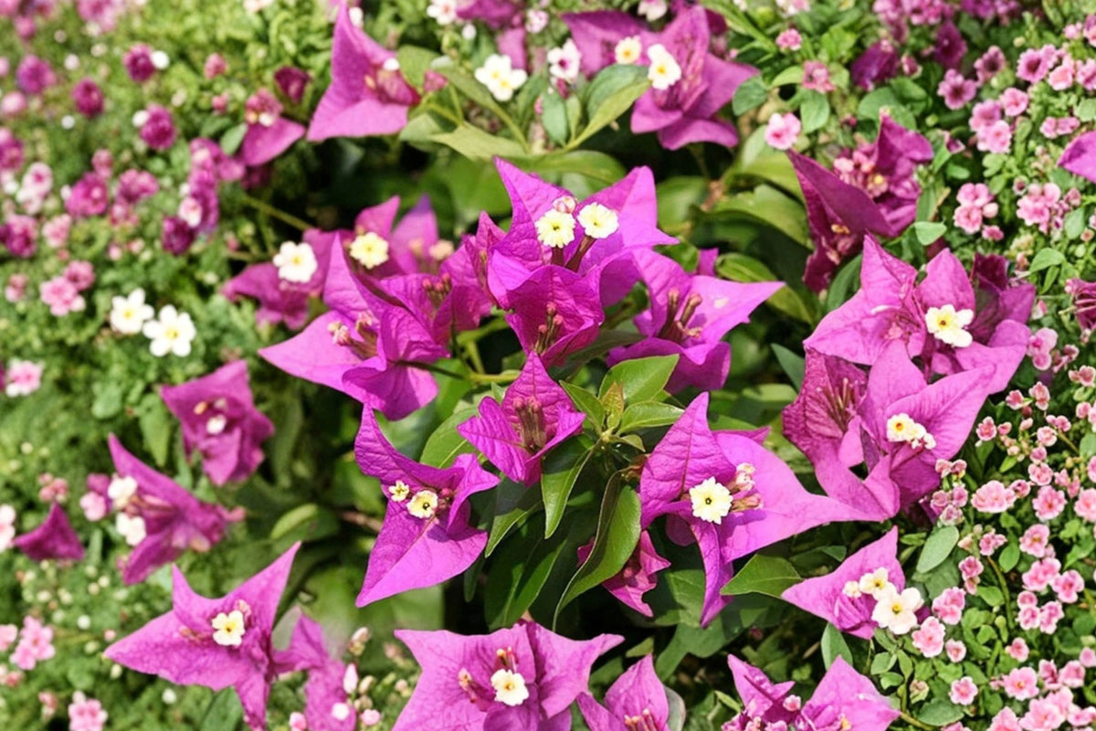 Royal Purple Bougainvillea Live Plant – 5–10 Inch Tropical Flowering Starter Plant