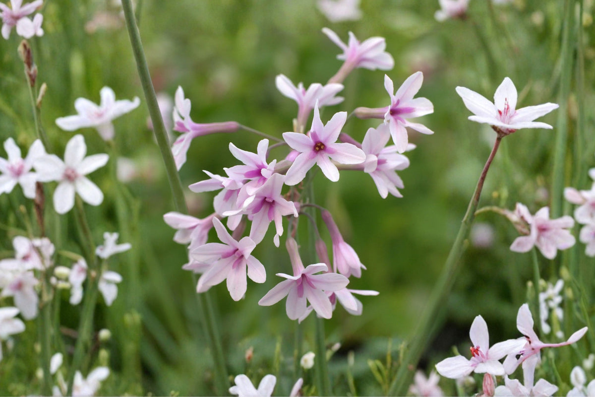 Society Garlic Bare Root Live Plants – 30 Individual Bulbs | Tulbaghia Violacea Perennial