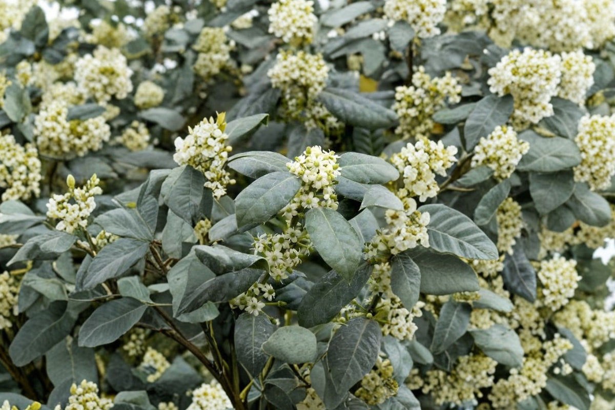 Nellie R. Stevens Holly Live Plants – Set of 40 | 2 Inch Ilex Evergreen Privacy Shrubs
