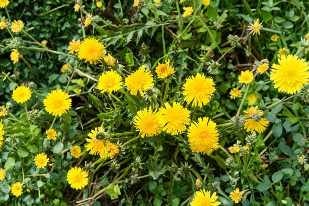 Dandelion Live Plant – Taraxacum Officinale Edible Herb in 4 Inch Pot