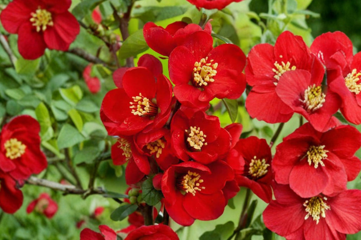 Flowering Quince Live Plant – 3–6 Inch Chaenomeles Japonica Red Flowering Shrub in 4 Inch Pot