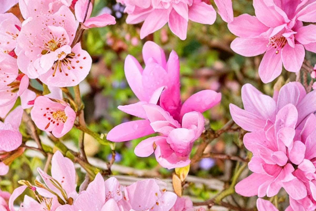Jane Magnolia Live Tree – 6–12 Inch Flowering Magnolia in 2.5 Inch Pot