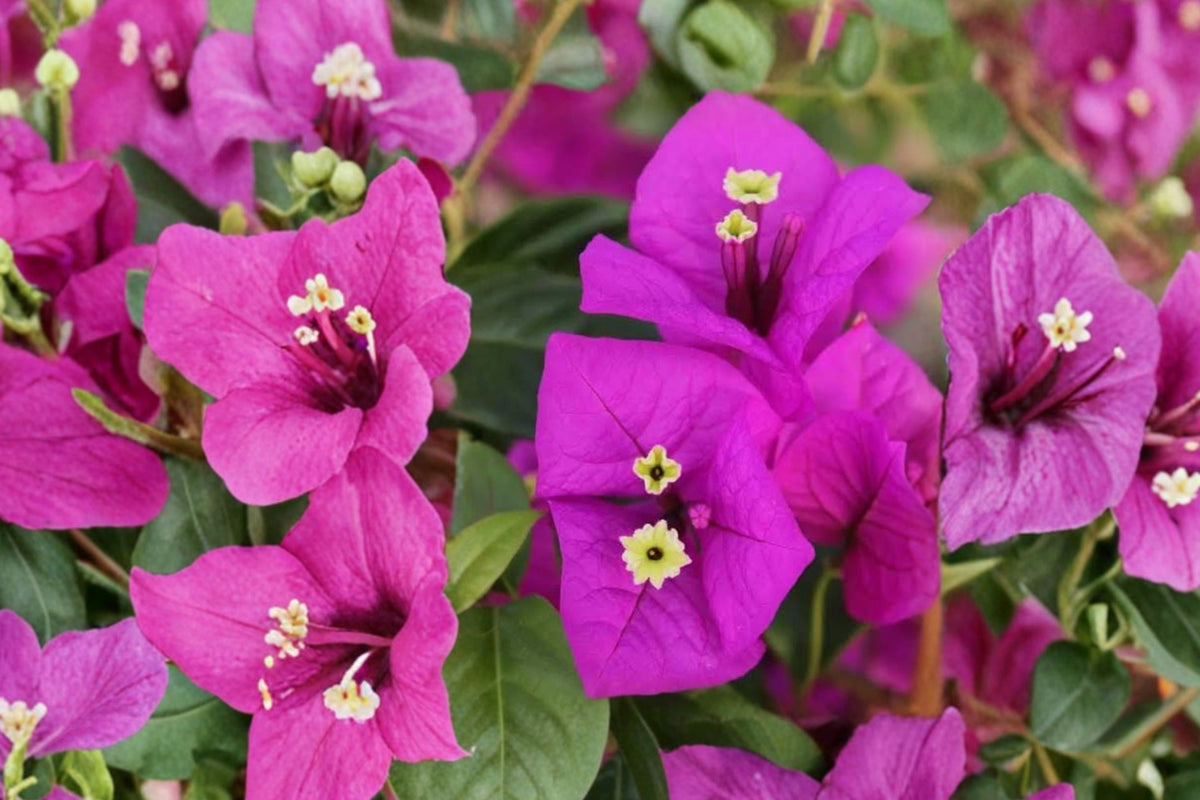 Elizabeth Angus Bougainvillea Live Plant – Well-Rooted Tropical Flowering Starter Plug