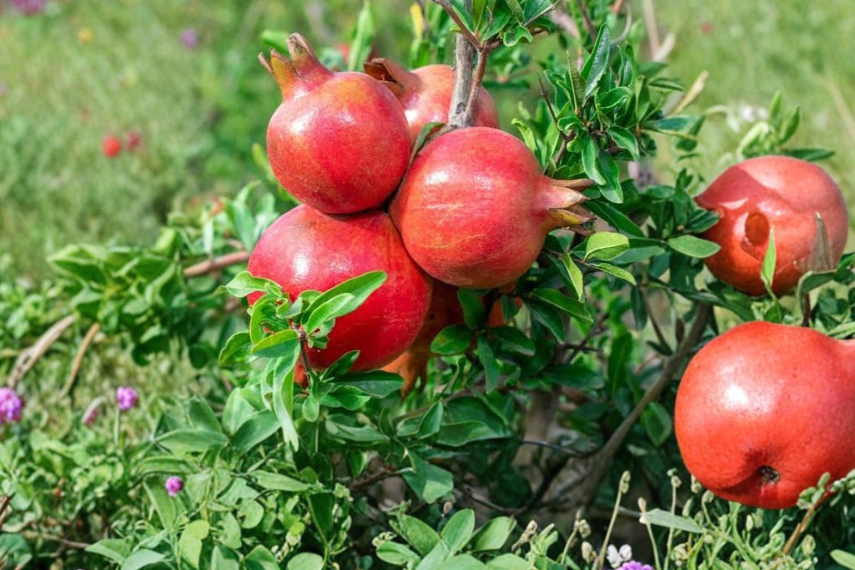 Pomegranate Tree Live Plants – Set of 4 | Punica Granatum Edible Fruit Tree Starters