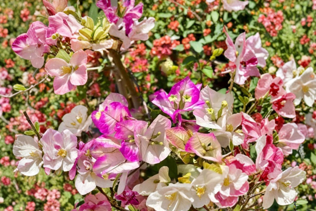 Imperial Thai Delight Bougainvillea Live Plant – Pink & White 25–30 Inch Tropical Flowering Plant
