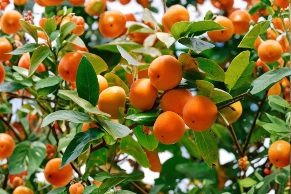 American Persimmon Trees – 2 Live 6 Inch Bare Root Seedlings | Diospyros virginiana Fruit Trees