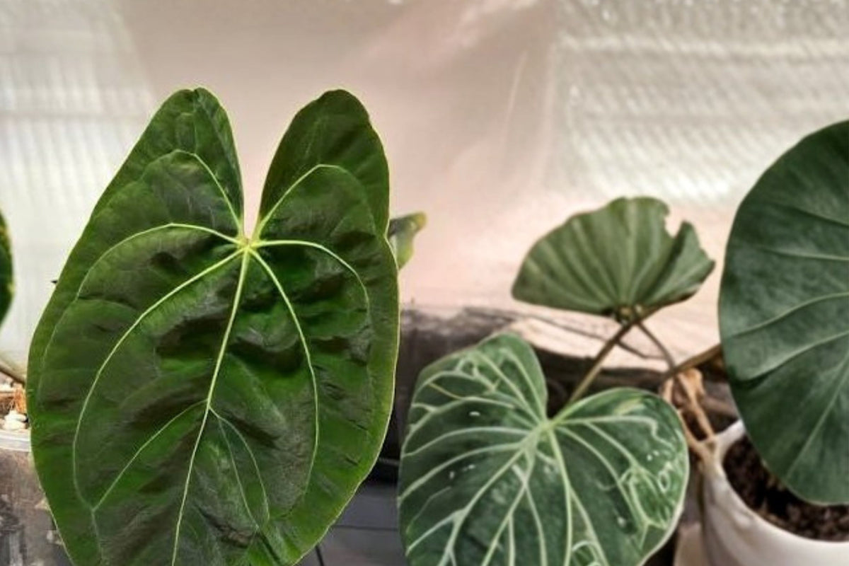 Anthurium Besseae Live Plant – Rare Ecuadorian Tropical Aroid Houseplant 25 cm Tall