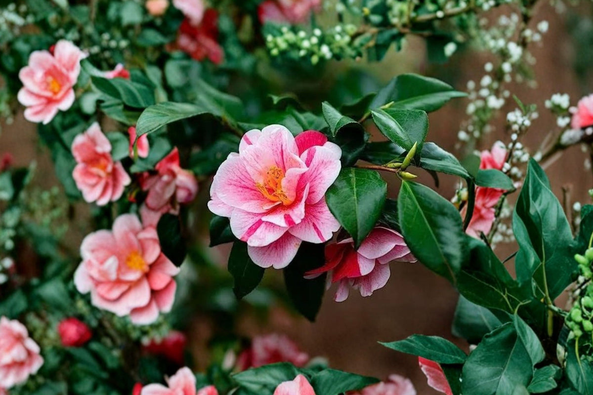 Fashionata Variegated Camellia Japonica Live Starter Plant – Unique Flowering Camellia in 3 Inch Pot