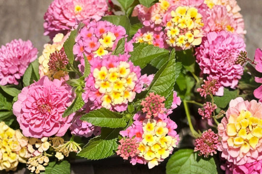 2 Red Spreading Lantana Live Plants, 4–6 Inch Tall, Lantana camara Flowering Shrub, Tropical Starter Plants, No Pots