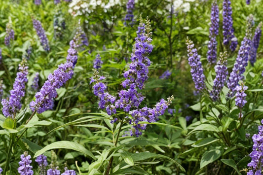 Vitex Chaste Tree Live Plant, 2–3 Ft Tall, Vitex agnus-castus, Lilac Purple Flowering Chasteberry Tree, Pollinator Shrub