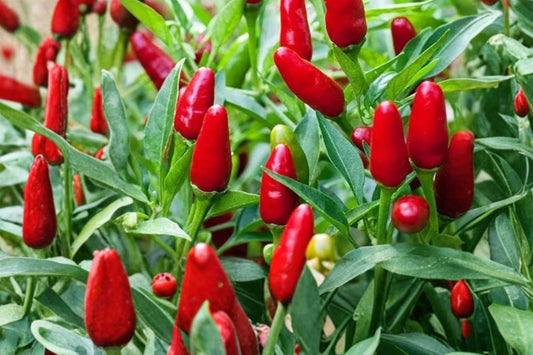 2 Chile Pequin Live Pepper Plants, 12–20 Inch Tall, Capsicum annuum, Wild Bird Pepper, Hot Chili Garden Plants