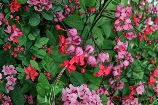 Bleeding Heart Vine – Clerodendrum thomsoniae 2 Live Plants | 4–6 Inches Tall | No Pot | Red & White Tropical Flowering Vine | Trellis & Container Friendly