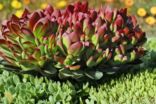 Crassula platyphylla Burgundy Live Succulent, 4 Inch Pot, Red Burgundy Crassula Plant, Colorful Succulent Houseplant
