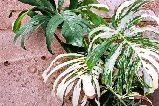 Variegated Monstera Live Plant, 4–6 Inch Tall, Tropical Variegated Houseplant, Rooted Monstera Starter Plant