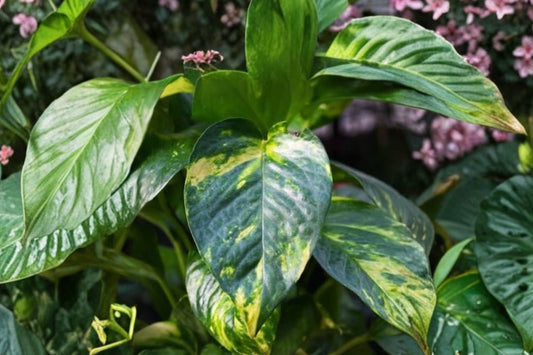 Hawaiian Pothos Live Rooted Starter Plant, Giant Form Variegated Pothos, Epipremnum aureum Tropical Climbing Houseplant