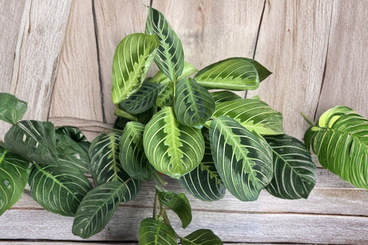 Maranta Lemon Lime Live Plant, 4 Inch Pot, Prayer Plant, Variegated Tropical Indoor Houseplant