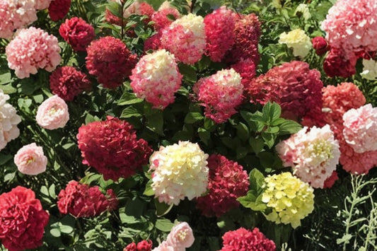Little Lime Punch Hydrangea Live Plant, 4.5 Inch Quart Pot, Hydrangea paniculata, Compact Panicle Flowering Shrub