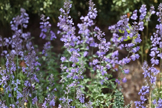 Walker’s Low Catmint Live Plant, 1 Gallon, Fully Rooted Nepeta Perennial, Lavender Blue Flowering Pollinator Garden Plant