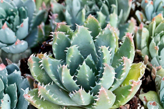 Aloe brevifolia Live Succulent Plant, 4 Inch Pot, Short Leaf Aloe, Compact Rosette Succulent, Drought Tolerant Collector Plant