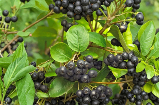 Black Chokeberry Live Rooted Plant, Aronia melanocarpa, Edible Berry Shrub, Native Flowering Fruit Plant, Zones 3–9