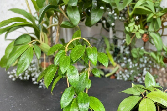 Hoya rotundiflora Live Plant, Wax Plant, Rare Collector Hoya, Tropical Indoor Vine, Green Foliage Houseplant