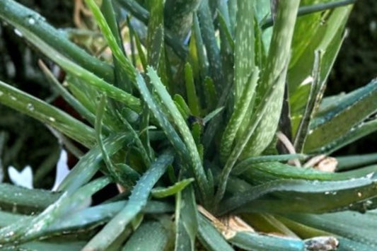 Aloe Vera Live Plant, 6–8 Inch Tall Potted Starter, Aloe barbadensis Succulent Houseplant, Indoor Outdoor Aloe Plant