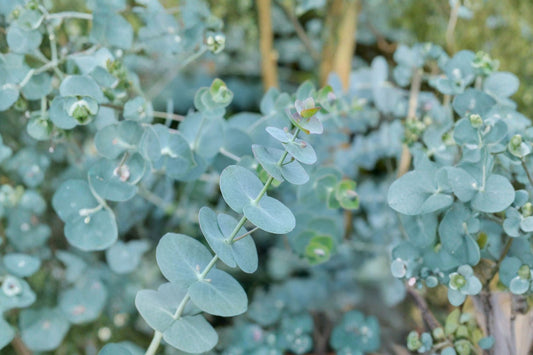 Baby Blue Eucalyptus Live Plant, 4–8 Inch Tall, Fragrant Silver Blue Foliage, Eucalyptus Garden Starter Plant