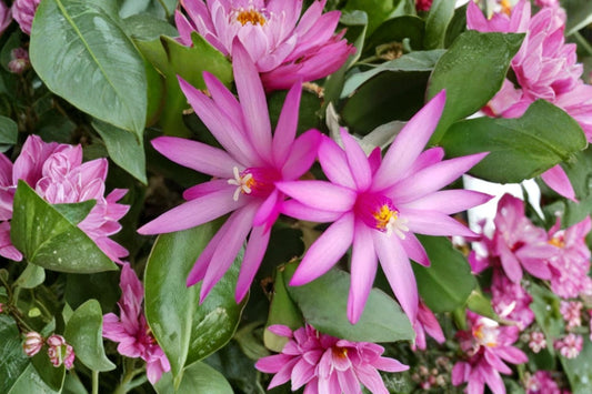 Pink Easter Cactus Live Plant, 4–6 Inch Tall, Spring Cactus Houseplant, Pink Flowering Holiday Cactus Starter