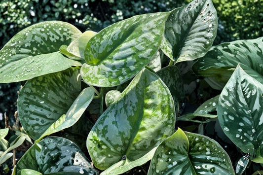 Silver Streak Pothos Live Rooted Plant, Variegated Scindapsus Vine, Silver Foliage Tropical Indoor Houseplant Starter