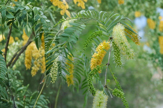 2 Honey Mesquite Live Trees, 3+ Inch Seedlings, Prosopis glandulosa, Bareroot Native Desert Tree Starter Plants