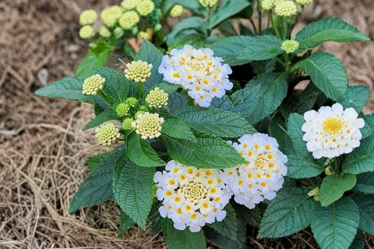 White Trailing Lantana Live Plant, 1 Gallon Fully Rooted, White Flowering Ground Cover, Spreading Lantana Garden Plant