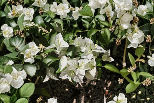 Mauna Kea Bougainvillea Live Plant, Well Rooted Starter Plug, White Flowering Tropical Climbing Vine, Patio Garden Plant