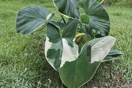 Colocasia ‘Xanthosoma Variegata’ – Live Variegated Elephant Ear Plant | 4 Inch Starter | Rare Tropical Foliage Plant | Garden & Container Friendly