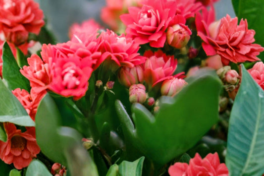 Flaming Katy Live Plant, Large Well Rooted Kalanchoe blossfeldiana, Flowering Succulent Houseplant, Indoor Outdoor Starter Plant