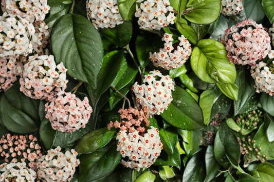 Hoya carnosa ‘Honey’ Live Plant, 4 Inch Pot, Porcelain Flower Wax Plant, Tropical Wax Vine Houseplant