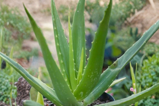 Aloe Vera Live Plant, 5–10 Inch Rooted Pup, Aloe barbadensis Succulent Starter, Indoor Outdoor Houseplant