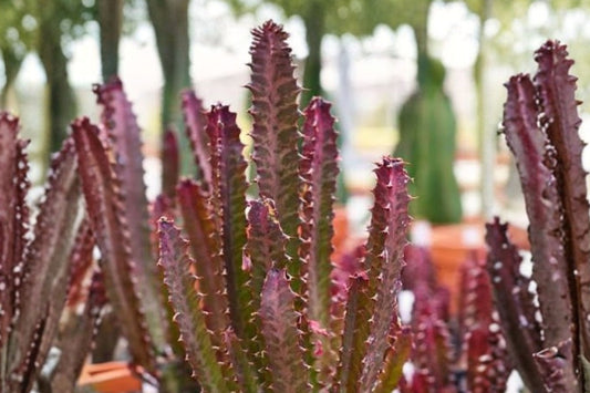 5 Euphorbia Trigona Rubra Cuttings, 2–3 Inch African Milk Tree Red Succulent Cuttings, Live Plant Propagation
