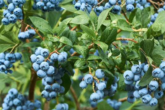Duke Blueberry Live Plant, 2.5 Quart Container, Northern Highbush Blueberry Bush, Large Firm Berry Fruit Plant