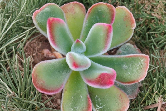 Echeveria pulvinata ‘Ruby’ Live Succulent Plant, 2 Inch Pot, Fuzzy Red Tip Echeveria, Colorful Rosette Houseplant